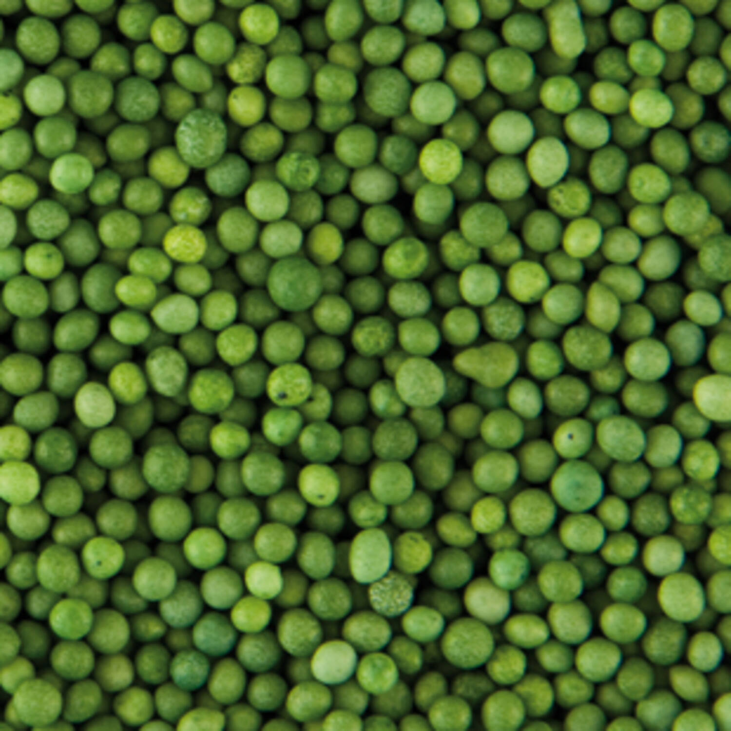 Dekom 7112 Musketzaad Groen 2 kg